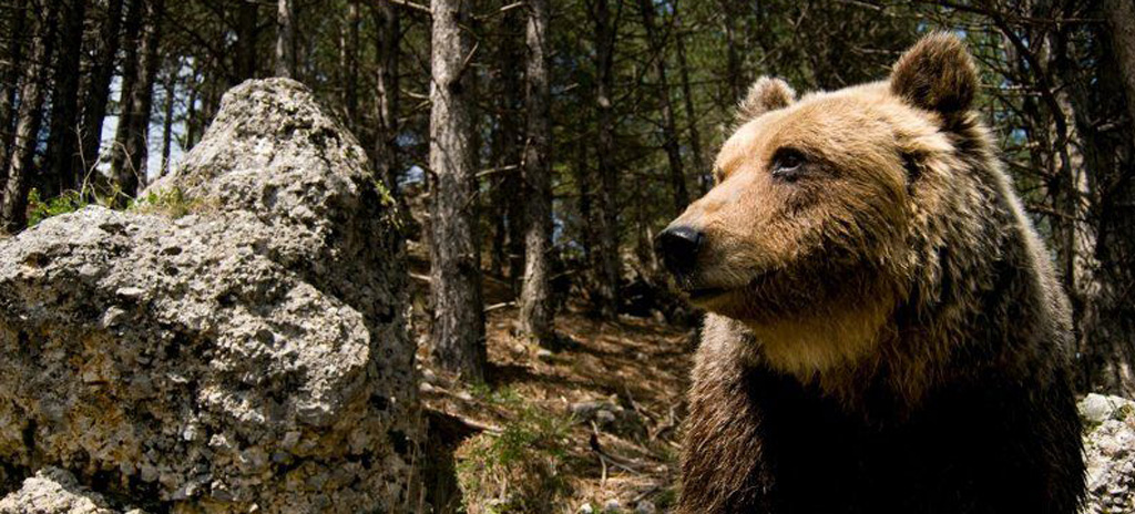 National Park of Abruzzo